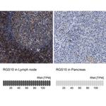 RGS10 Antibody