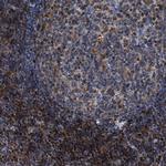 RGS10 Antibody in Immunohistochemistry (Paraffin) (IHC (P))