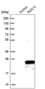 RGS10 Antibody in Western Blot (WB)