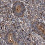 NSP5 Antibody in Immunohistochemistry (Paraffin) (IHC (P))