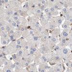 NSP5 Antibody in Immunohistochemistry (Paraffin) (IHC (P))