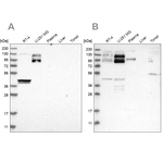 NSP5 Antibody in Western Blot (WB)
