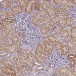 NPEPPS Antibody in Immunohistochemistry (Paraffin) (IHC (P))