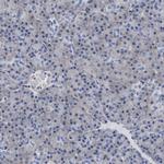 ARTS Polyclonal Antibody