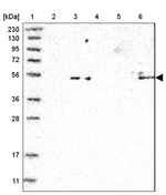 ARTS Antibody in Western Blot (WB)