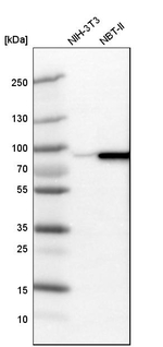 Ezrin Antibody in Western Blot (WB)