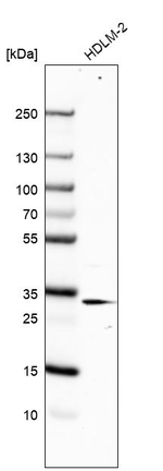 RACK1 Antibody in Western Blot (WB)