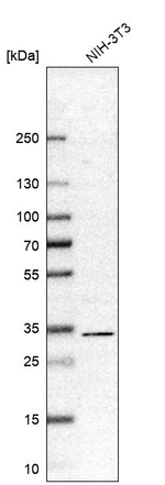 RACK1 Antibody in Western Blot (WB)