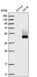 CD1b Antibody in Western Blot (WB)