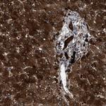 CRYZ Antibody in Immunohistochemistry (Paraffin) (IHC (P))