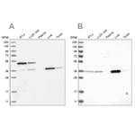 CRYZ Antibody in Western Blot (WB)