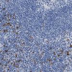 CD301 Polyclonal Antibody