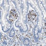 CD301 Antibody in Immunohistochemistry (Paraffin) (IHC (P))