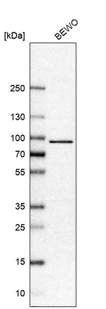 Torc1 Antibody in Western Blot (WB)