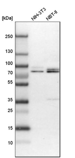 Torc1 Antibody in Western Blot (WB)