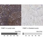 FNBP1 Antibody