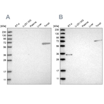 FNBP1 Antibody in Western Blot (WB)