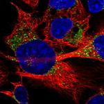 PECI Polyclonal Antibody