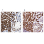 PECI Antibody in Immunohistochemistry (Paraffin) (IHC (P))