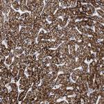 PECI Antibody in Immunohistochemistry (Paraffin) (IHC (P))