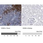 CD38 Antibody
