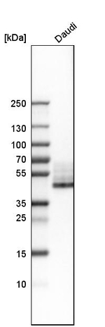 CD38 Antibody in Western Blot (WB)