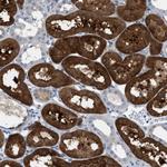 Aspartoacylase Antibody in Immunohistochemistry (Paraffin) (IHC (P))