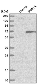 PDE1A Antibody in Western Blot (WB)