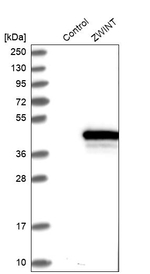 ZWINT Antibody in Western Blot (WB)