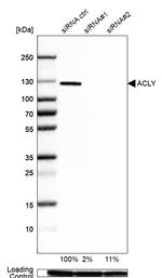 ATP Citrate Lyase Antibody