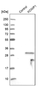 KCNIP1 Antibody in Western Blot (WB)