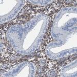 LRP1 Antibody in Immunohistochemistry (Paraffin) (IHC (P))