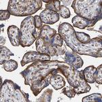 LRP1 Polyclonal Antibody