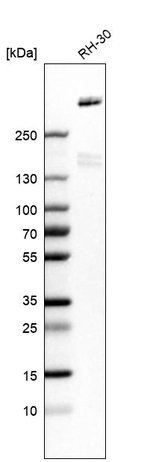 LRP1 Antibody in Western Blot (WB)