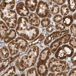 GSTK1 Antibody in Immunohistochemistry (Paraffin) (IHC (P))