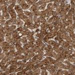 GSTK1 Antibody in Immunohistochemistry (Paraffin) (IHC (P))