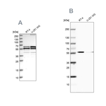 CALCOCO2 Antibody in Western Blot (WB)