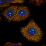 C9orf114 Polyclonal Antibody
