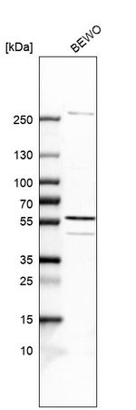 C9orf114 Antibody in Western Blot (WB)