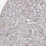 FXR2 Antibody in Immunohistochemistry (Paraffin) (IHC (P))