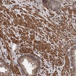FXR2 Antibody in Immunohistochemistry (Paraffin) (IHC (P))