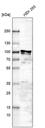 FXR2 Antibody in Western Blot (WB)