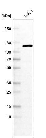 BICD2 Antibody in Western Blot (WB)