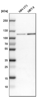 BICD2 Antibody in Western Blot (WB)