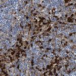 IDO Antibody in Immunohistochemistry (Paraffin) (IHC (P))
