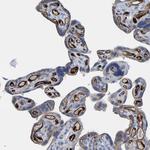 IDO Polyclonal Antibody