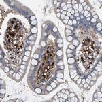 IDO Antibody in Immunohistochemistry (Paraffin) (IHC (P))