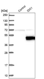 IDO Antibody in Western Blot (WB)
