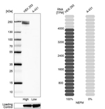 NEFM Antibody in Western Blot (WB)