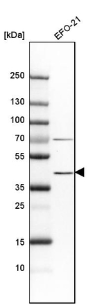 IDO Antibody in Western Blot (WB)